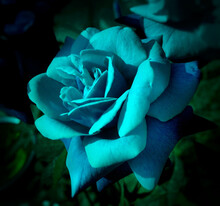 Blue Rose. A Single Blue Rose In A Rose Tree In A Garden In The Evening Weather. Most Beautiful Rose.