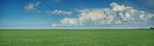 Panoramic View Of Green Field And Picturesque Blue Sky With White Clouds. Agriculture Background, Seeded Field.