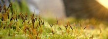 Close Up Shot Of A Moss