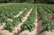 Growing potatoes in the field. Rows of plants