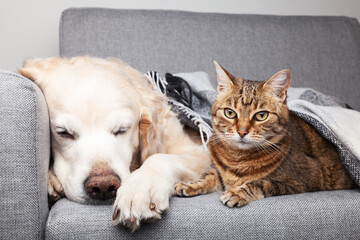 Happy young golden retriever dog and cute mixed breetabby cat