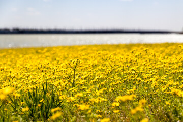 Wall Mural - beautiful field of yellow flowers