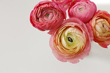 Wall Mural - Close up shot of beautiful white and pink bi color ranunculus bouquet. Visible petal structure. Detailed bright patterns of flower buds. Top view, background, copy space for text.