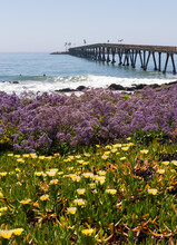 Flowers Along The Coast In Mussel Shoals California