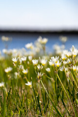 Wall Mural - flower in a windy day