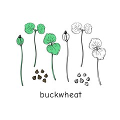 Hand drawn buckwheat micro greens. Vector illustration in sketch style isolated on white background.