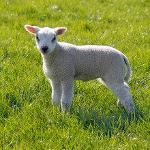 Single Newborn White Fluffy Lamb In The Meadow 