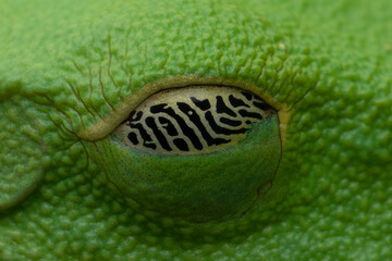 Sleeping Red-eyed Tree Frog (Agalychnis callidryas) eyes are covered with a membranes to to cover the bright coloration and to camouflage the color of the leaves. Very closeup eyes of Red-Eyed Frog.