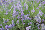 Fototapeta Lawenda - Bush of fragrant lavender flowers in the countryside