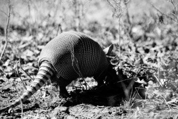 Armadillo tail shows wildlife in natural environment closeup.