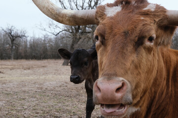 Wall Mural - Texas longhorn cow face with calf in winter farm pasture.