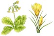 A set of yellow spring flowers- primroses, watercolor illustration,