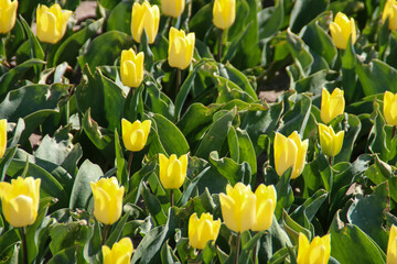 yellow and red tulip on flower bulb fields at Stad aan 't Haringvliet on island Flakkee