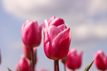 Pink tulip on flower bulb fields at Stad aan 't Haringvliet on island Flakkee