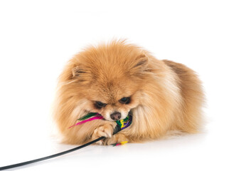 Poster - pomeranian in studio