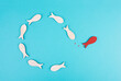 One red fish is swimming against the stream, opposite direction of the other fishes, being different, leadership and mindset concept
