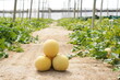 Melon Galia en invernadero de Almeria