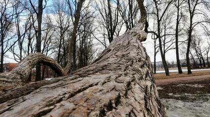 Wall Mural - tree stump