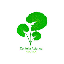 Cica Vector Illustration. Gotu Kola Icon Logo Template. Centella Asiatica Ecological Concept. Green Leaf For Organic Cosmetics, Natural Products, Food, Medicine Design. Isolated On White Background