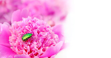 Beautiful Shiny Green Beetle On Pink Peony Flower Close Up, Blurred Natural Background. Emerald Beetle (Cetonia Aurata). Insect Wildlife, Nature Image. Summer Season. Copy Space