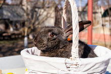 Easter Brown Rabbit With Brown Eyes In A Wooden White Basket, Rural Scenery In The Background