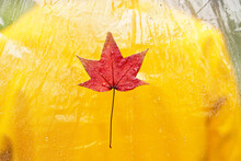Close-up Of Wet Red Maple Leaf Isolated On Yellow Background. Horizontal Detail Of Autumn Fallen Leaf With Raindrops In Yellow Raincoat Outdoors. Nature And Season Concept.