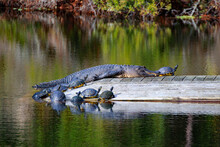 Alligator At Rest With Turtle Friends