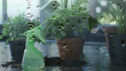 Poster - Animation of raindrops over houseplant in pots and watering spray