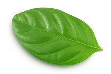 Fresh Guava Leaf Isolated On White Background With Clipping Path