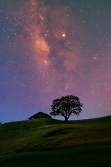 Wall Mural - Lone Oak Tree with Milky way Galaxy,Countryside landscape, 