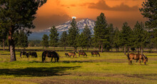 Three Sisters Mountains And Horses Grazing Near Sisters, Oregon.