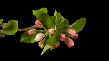 Apple Blossom Flowering - Time Lapse
