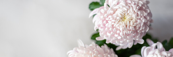 A bouquet of huge light pink chrysanthemum morifolium flowers, banner size