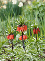 Canvas Print - Kaiserkrone Pflanze (Fritillaria imperialis) mit majestätischen Blütenstände verschönern die Gärten, am Ende des Stängels einen kronigen Auftritt hat