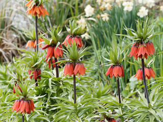 Canvas Print - Kaiserkronen blumen oder Fritillaria imperialis, prächtige orientalische Gartenpflanzen mit zahlreiche Sorten mit gelben, orangefarbenen oder ziegelroten Blüten