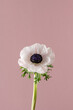 White anemone single flower on pink background. Minimal nature concept, front view