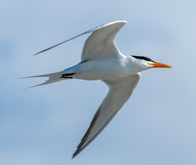 Wall Mural - A royal tern in flight 