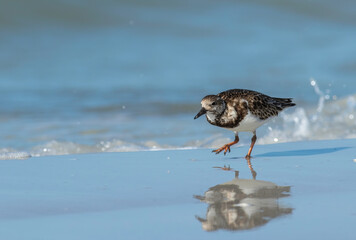 Wall Mural - A ruddy turnstone bird walks down the wet sand beach with its reflection showing up and a wave breaking in the background. 