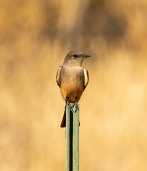 Wall Mural - A Say's phoebe bird perched on an old metal sign post. 