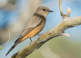 Wall Mural - A Say's phoebe perched on a dead tree limb. 