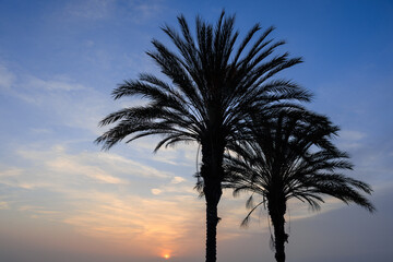 Wall Mural - palm tree silhouette, palm trees at sunset