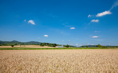 Sticker - Landschaft mit Getreidefelder, Pfalz