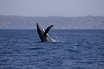 Wall Mural - humpback breaching 