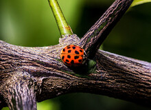 Ladybug Having Lunch
