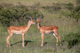 Fototapeta Sawanna - Two impala antelope standing in the bush. one looking at camera and other looking away. African wildlife on safari
