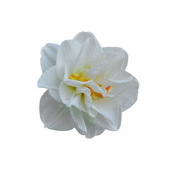 Wall Mural - Narcissus Replete, Double Daffodil isolated on white background