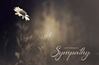 Condolence card with daisy flower on dark background