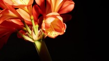 Time Lapse Footage Of The Blooming Of Kaffir Lily Flowers From Bud To Full Blossom, Isolated On Black Background Close Up View.
