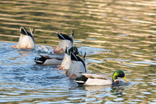 Ducks In The Water