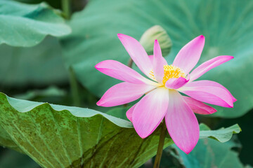 Canvas Print - pink water lily